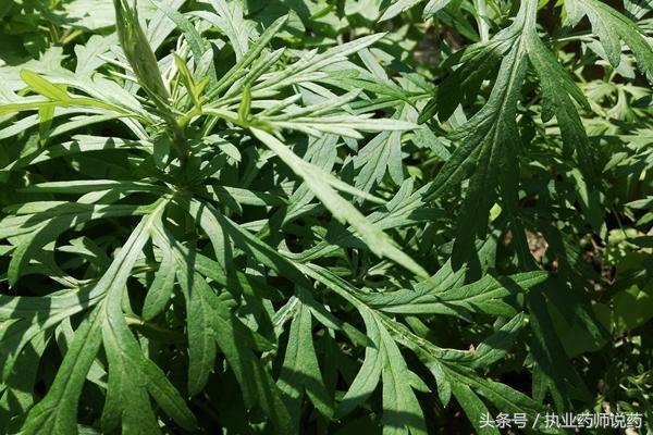 艾草与这些东西一起吃, 扫光体内多年的寒湿, 除多种病邪